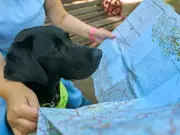 Top Guide Dog Myths Debunked: Can They Really Read Maps?