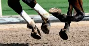 Tragedy as Two Horse Riders Die at Separate British Eventing Competitions