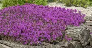 Transform Your Garden with Alpine Plants: 5 Easy Steps