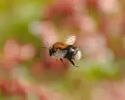 Tree Bumblebee Nest Mistaken for Hedgehog Home in Country Diary