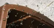 Two Kitchen Items Keep Maggots Out of Bins: Cayenne and Cinnamon
