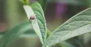 Two natural ingredients to protect gardens from flies and midges