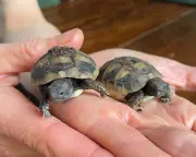 Two New Tortoises Hatch, Bringing Chaos to Seven-Tortoise Household