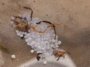 Tynemouth councillor 'worried for neighbours' after nurdle spill clean-up