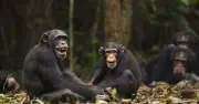Uganda Town Horror: 80 Chimpanzee Attacks on Children, 6 Dead