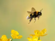 UK bees face heatwave and Asian hornet threats