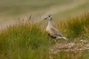 UK could lose first bird species to climate change as dotterel numbers crash 89%