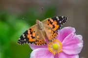 UK Could See Bumper Butterfly Summer After Warm Spring, Charity Says