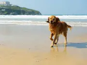 UK Dog Owners Warned of 'Salt Toxicity' at Beaches This Summer