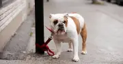 UK Dog Theft Hotspots: 1,626 Dogs Stolen in 2025, French Bulldogs Top List