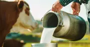 UK drought hits dairy farms: milk production drops up to 20%