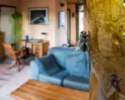 UK fly infestations: Causes, impacts, and expert insights on houseflies
