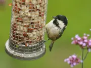 UK Gardeners Urged to Leave Apples and Pears for Birds This Summer