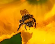 UK Government Breached Law Over Bee-Killing Pesticide, Watchdog Finds
