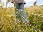 UK Health Warning: Brits Urged to Avoid Ticks This Summer