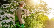 UK Heatwave Hosepipe Ban: 4 Gardening Jobs You Can Still Do
