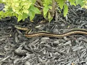 UK heatwave sparks RSPCA snake warning as incidents rise 52%