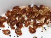 UK Heatwave Sparks Surge in Mutant Bed Bug Infestations