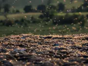 UK Households Urged to Seal Windows and Doors Amid Flying Ant Day