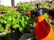 UK Households Urged to Spray Vinegar in Gardens to Deter Ants This Summer