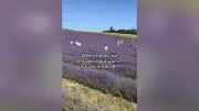 UK Lavender Farm Rivals Provence: A Visit to Lordington