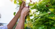UK Overhanging Branches Rules: Laws Vital to Understand for Neighbour Disputes
