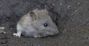 UK rat numbers soar in heatwave as new trap rules take effect