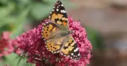 UK sees 'once-in-a-decade' explosion of Painted Lady butterflies