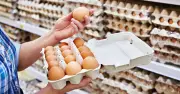 UK Shoppers Urged to Check Eggs for British Lion Safety Stamp