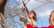 UK tree protection laws: £20,000 fine for cutting wrong tree in garden