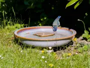 UK urged to place water bowls in gardens for wildlife during heatwave