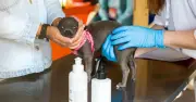 UK Vet Fee Reform: £21 Cap on Prescriptions but Risk of Higher Costs