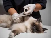 UK Vet Fees Could Rise as New Transparency Rules Begin, Expert Warns