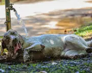 UK Vets Warn Pets Suffer Heatstroke Even at Home as Heatwaves Intensify