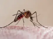 UKHSA Warns Brits of Deadly Mosquito Viruses in Holiday Hotspots