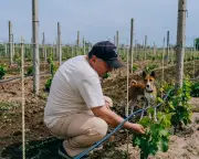 Ukraine Winemakers Defy War: Growing Grapes on the Frontline