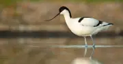 UK's Oldest Avocet Spotted at 36 Years Old, Five Times Average Lifespan