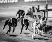Underdogs by Louise Powell review: powerful debut with northern soul