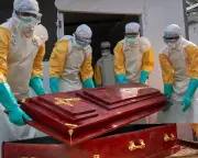 Understanding Ebola’s Wildlife Origins Crucial to Preventing Next Outbreak