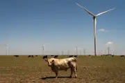 Union Workers Decry Trump's 'Personal Vendetta' Against Wind Energy Jobs
