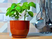 Urgent 30-Second Task for Basil Plants Every Week in July