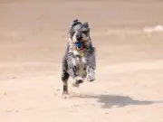 Urgent Summer Heatwave Warning for Dog Owners Over Toxic Algae