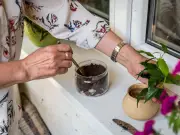 Use Coffee Grounds on Windowsills to Repel Pests Before Summer Ends