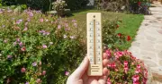 Use Frost Fleecing to Protect Garden Plants During Heatwave, Expert Says