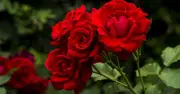 Use Shredded Bark Mulch for Healthier Roses All Summer