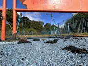 Vandals Force Closure of Sefton Park Playground, Outraging Families