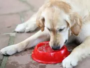 Vet-Approved 15p Hack Helps Dogs Stay Hydrated in UK Heatwave