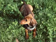 Vet Dr James Greenwood Explains Why Dogs Eat Grass and What to Do
