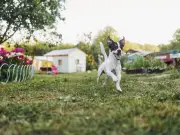 Vet Explains Dog Zoomies and When to Seek Urgent Help for Pets