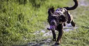 Vet Explains When Dog Zoomies Signal a Health Problem